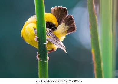 Ploceidae Manyar Bird Ploceidae Ploceus Hypoxanthus Stock Photo 1476790547 | Shutterstock