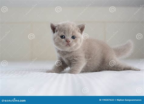 British Shorthair Lilac Cat, Cute and Beautiful Baby Kitten, Learning ...