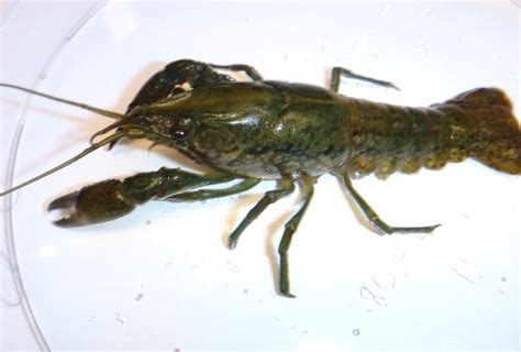 Marbled Crayfish - Swedish Agency for Marine and Water Management