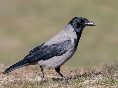 Hooded Crow - eBird