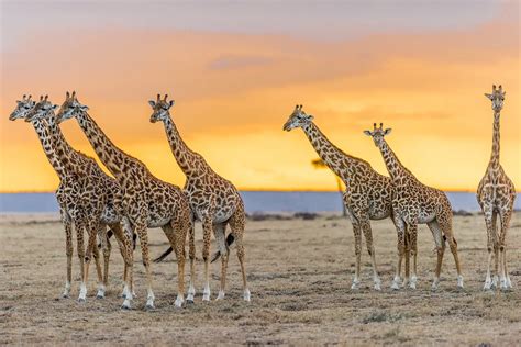 Seven Giraffes at sunset in the Maasai Mara Reserve | Smithsonian Photo Contest | Smithsonian ...