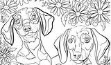 Fluffy Dog Coloring Pages At GetDrawings  Free Download sketch template