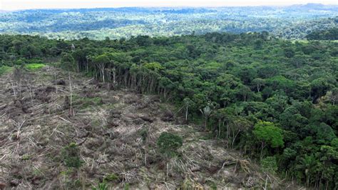 Tropical deforestation significantly reduces rainfall, study finds