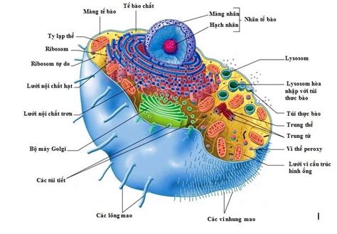 Tế bào là gì? Cấu tạo và chức năng của tế bào - LOVE SCIENCE