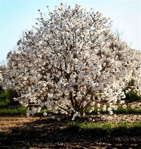 Royal Star Magnolia Tree For Sale Online | The Tree Center