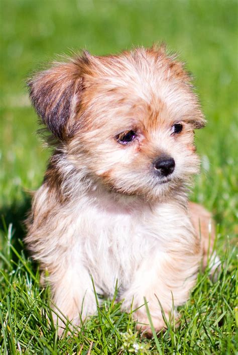 Shorkie - Le Shih Tzu Yorkshire Terrier Mix Est-Il Le Chien De Poche Parfait? | Madame Lelica