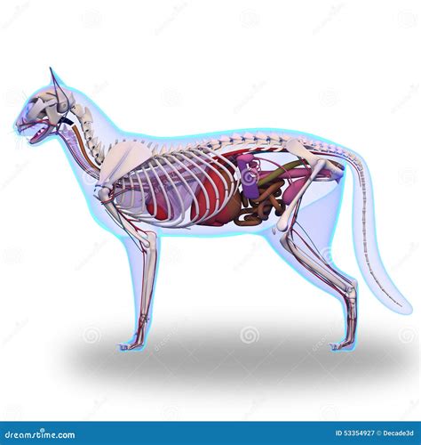 Cat Anatomy - Internal Anatomy of a Cat Stock Illustration ...