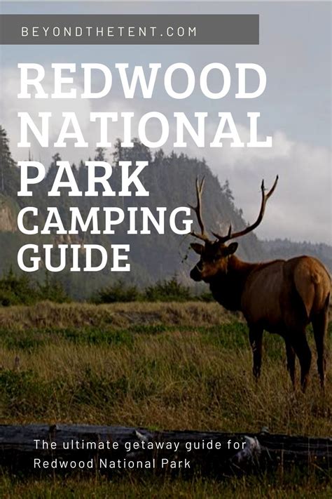 The Ultimate Guide to Camping in Redwood National Park | Redwood national park, National parks ...