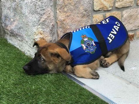 German Shepherd Police Dog Puppies | PETSIDI