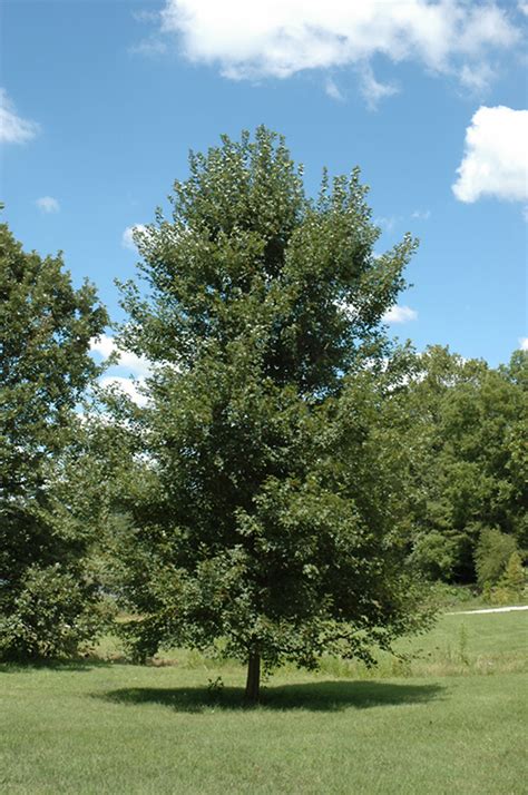 Redpointe Red Maple (Acer rubrum 'Redpointe') in Naperville Aurora Batavia Oswego Chicago ...