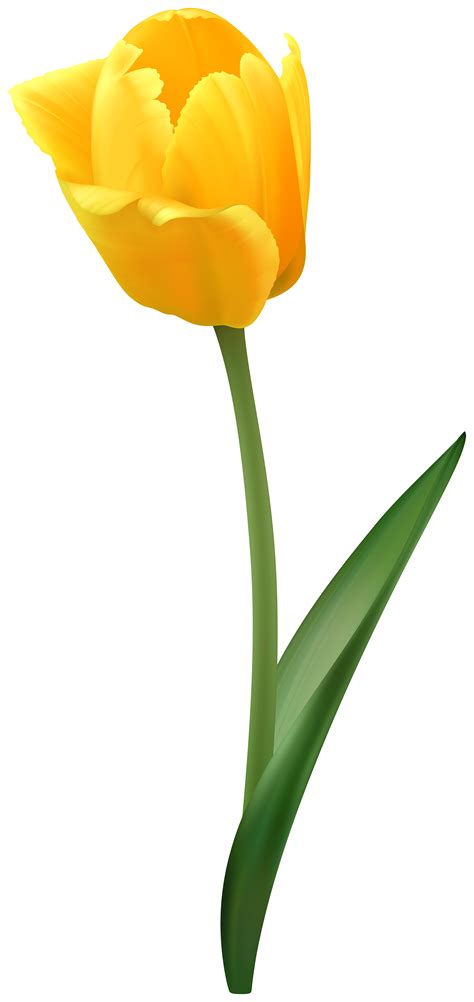 yellow tulip png 10 free Cliparts | Download images on Clipground 2024