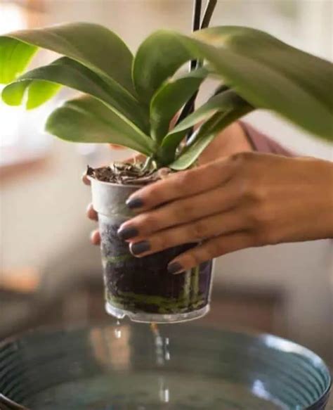 Watering Orchids With Ice Cube: Why Should You Do This?