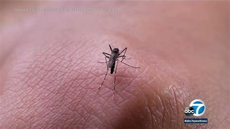 'Ankle biter' mosquito breeding on the rise throughout Southern California | ABC7 - YouTube