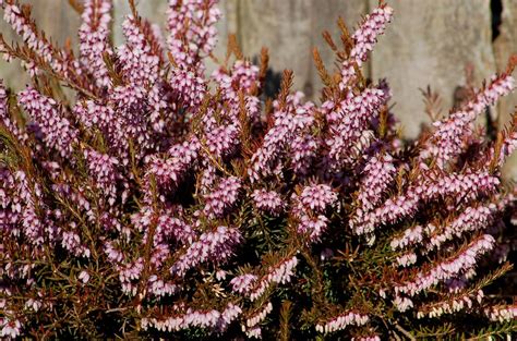 The 11 Best Flowering Shrubs for Early Spring