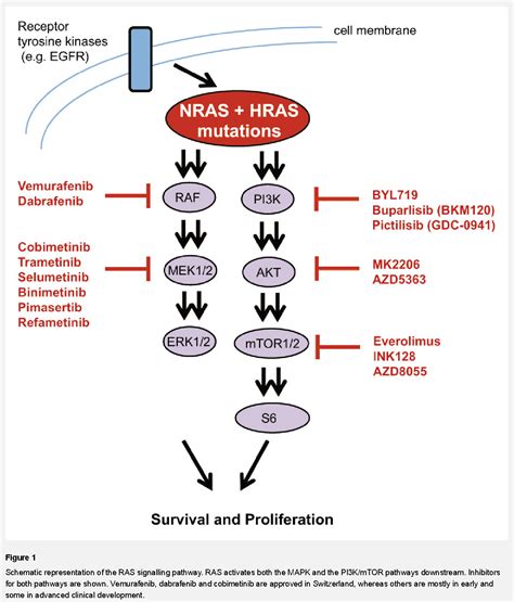 Figure 1 from Targeting the RAS pathway by mitogen-activated protein kinase inhibitors ...