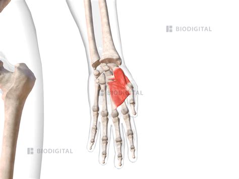 Thenar muscles of left hand | BioDigital Anatomy