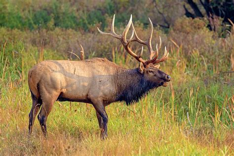 Elk Bugle Photograph by Jack Bell