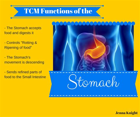 TCM Functions of the Stomach | Tcm traditional chinese medicine, Naturopathic medicine, Holistic ...