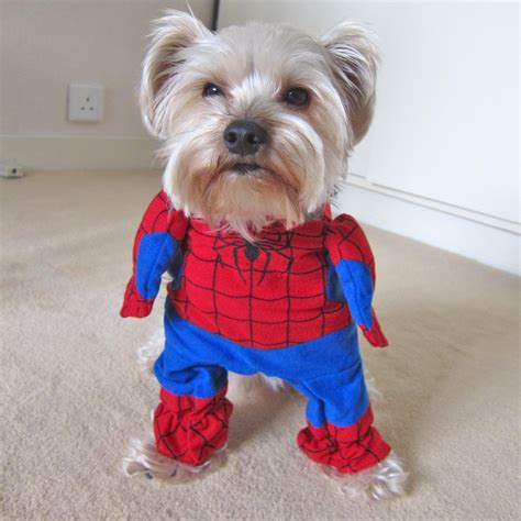 Superhero Costumes for Your Dog | WebNuggetz.com