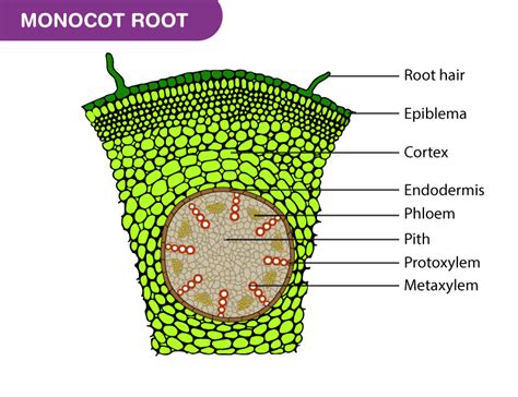 Standard Note Internal Structure Of Monocot Root | My XXX Hot Girl