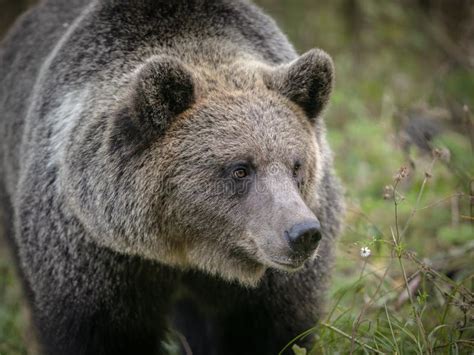 Wild Brown Bear in Natural Habitat Stock Photo - Image of head ...