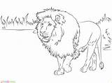 √30  Mewarnai Gambar Singa Untuk TK Paud SD Marimewarnaicom sketch template
