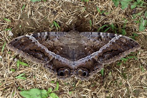 Black Witch Moth l Lovely Lepidoptera - Our Breathing Planet