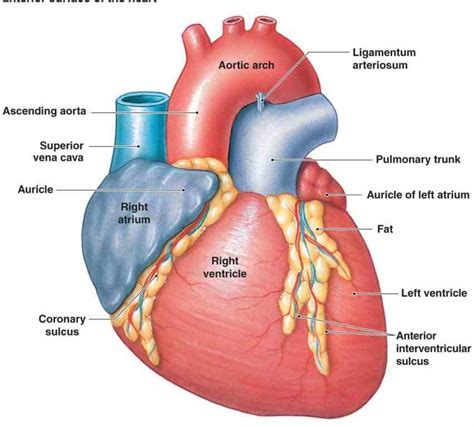 Anterior Wall Of The Heart mar human anterior wall of the heart anatomy ...