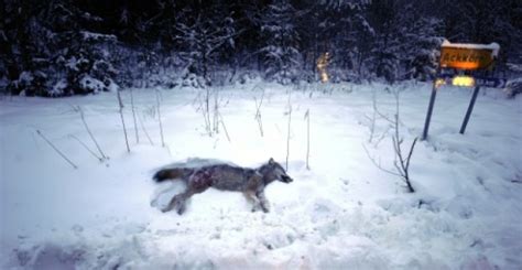 Wolf-hunting season opens in Sweden - News - Emirates24|7