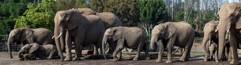 Elephant Cam | San Diego Zoo Safari Park