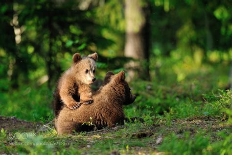 Brown bear cubs playing by Erik Mandre / 500px