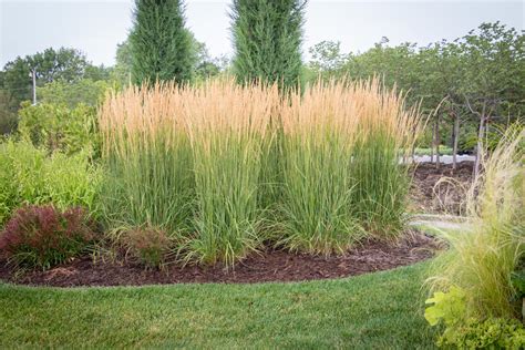 Grass Karl Foerster Feather Reed - Tree Top Nursery & Landscape Inc.