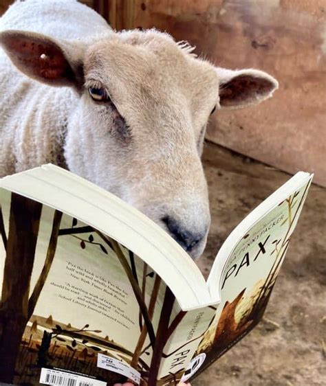 Reading To The Animals | Indraloka Animal Sanctuary