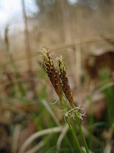 Carex pensylvanica (Oak Sedge, Pennsylvania Sedge, Plantainleaf Sedge, Rush, Sedge, Seersucker ...