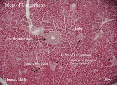 73 Histology - Pancreas ideas | pancreas, histology slides, endocrine