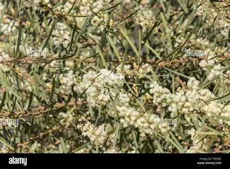 Wattle tree hi-res stock photography and images - Alamy