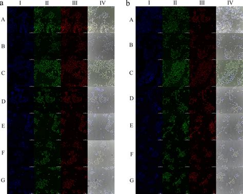 The fluorescence staining images of HEK293 cells treated with the ...