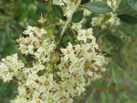 Lawsonia inermis – eFlora of India