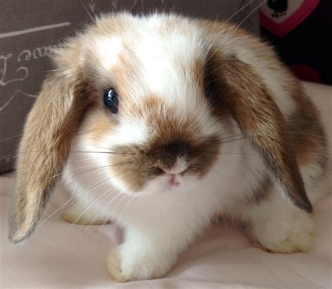 My cute baby bunny 8 week old, broken fawn mini lop | Cute baby bunnies ...