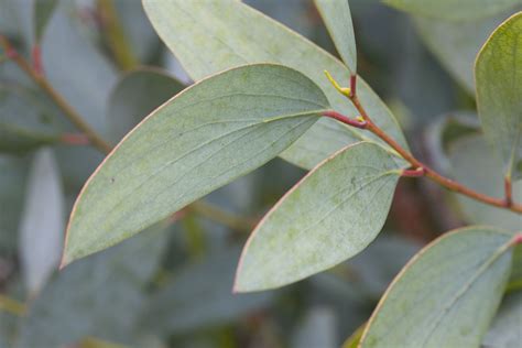 How To Grow and Use the Eucalyptus Plant