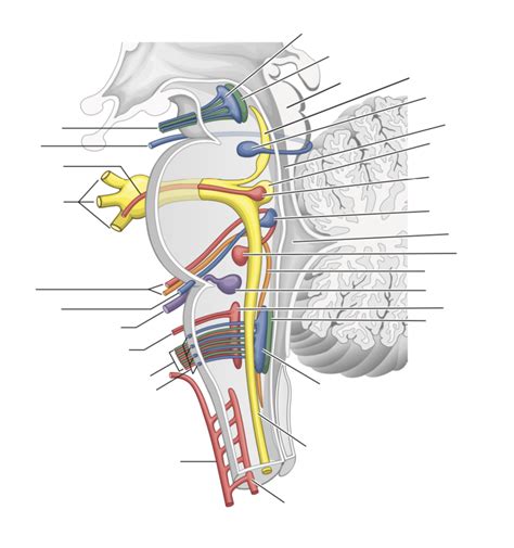 Sagittal View of CN nuclei Diagram | Quizlet