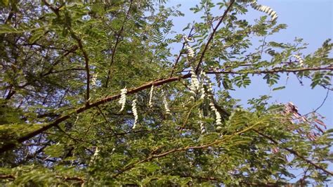 Vachellia Nilotica Plant Leaves Stock Photo - Image of tree, acacia ...