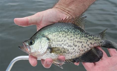 A Profile of the Crappie as a Freshwater Gamefish