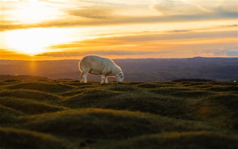 white sheep eating grass Mac Wallpaper Download | AllMacWallpaper