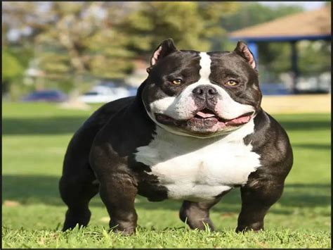 5 Popular American Bully Breeders That Everyone Should Know