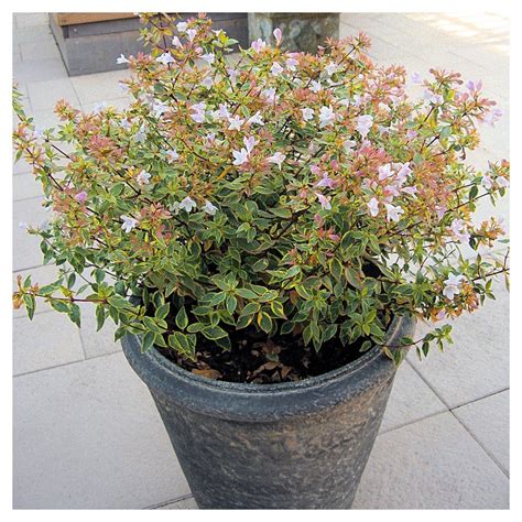 Francis Mason Abelia - National Plant Network | Plants, Front yard landscaping, Front yard ...