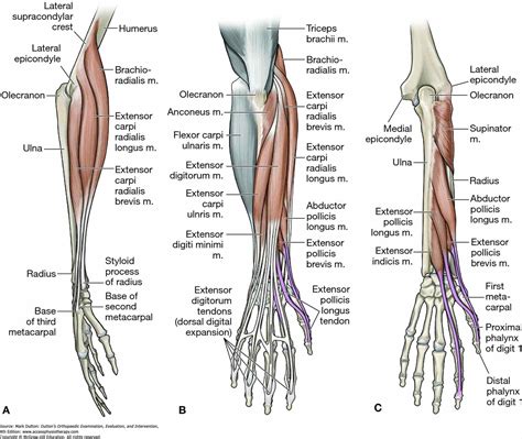 Interior : Ligament Google Search Medical Anatomyterminology Wrist Dorsal Radiocarpal Ligament ...