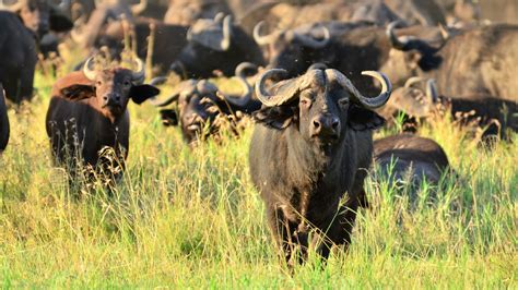 10 Animals To Look Out For In Kruger National Park | Wildest