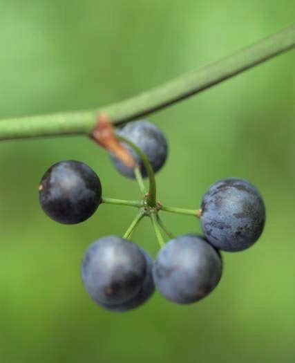 Greenbrier Berries (Smilax Rotundifolia) in Ontario Us Foods, Greenbrier, Plant Identification ...