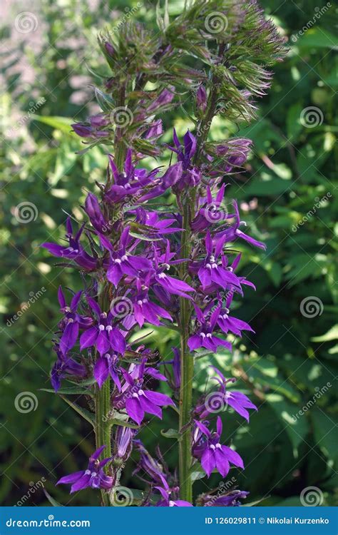 Blue Cardinal Flower. Close-up Image of Flowers. Stock Image - Image of blue, angiosperm: 126029811